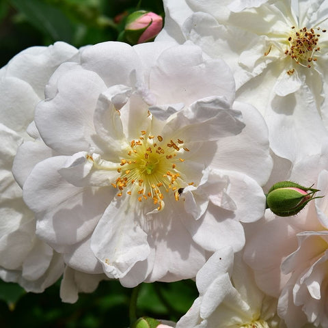 Close-up white rose bloom with pale yellow stamens and surrounding petals
