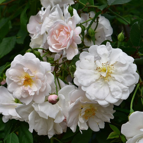 White rose flowers with yellow centers and pale pink buds on leafy branches
