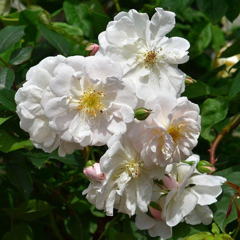Cluster of white rose blossoms with yellow centers and small pink-tinged buds