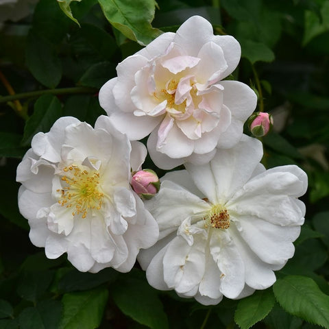 Group of white rose blossoms with yellow centers and green buds among leaves
