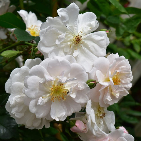 White rose blossoms with pale yellow centers and green buds on stems
