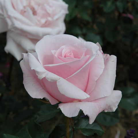 Soft pink rose bloom with layered petals and surrounding green leaves