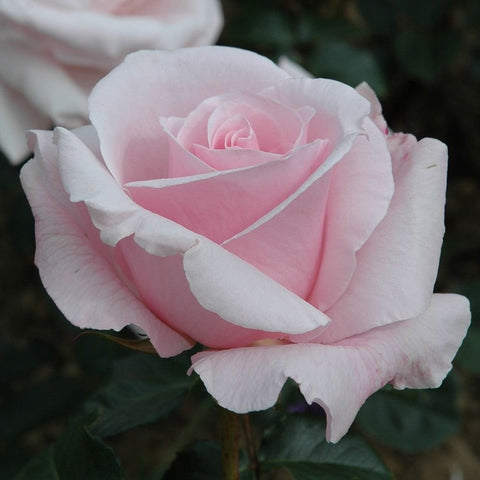 Pale pink rose bloom with layered petals and green leaves