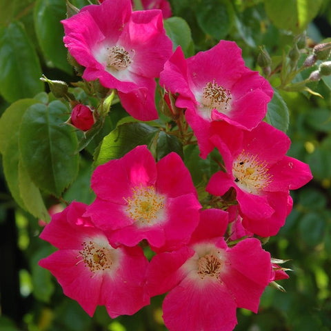 Pink rose blooms with yellow centers on green stems and leaves