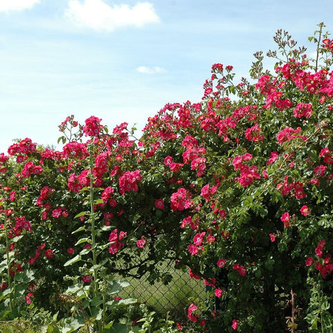 Pink-flowering rose shrub with clustered blossoms and glossy green leaves