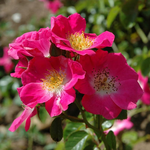 Close-up of pink rose flowers with yellow stamen centers and green foliage