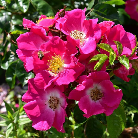 Pink rose flowers cluster with yellow centers and dark green leaves