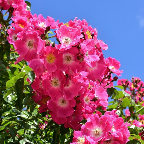 Pink rose blossoms on green stems with dense leaf growth