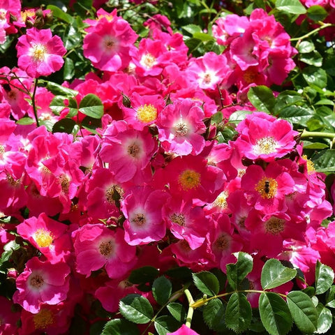Dense pink rose blossoms with yellow centers and dark green leaves