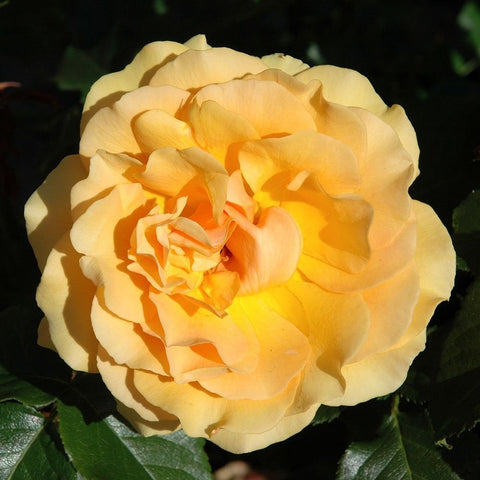 Cream and golden rose flower with layered petals and orange center, close-up