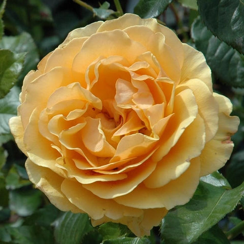 Large pale yellow rose bloom with ruffled petals and orange tones, surrounded by leaves