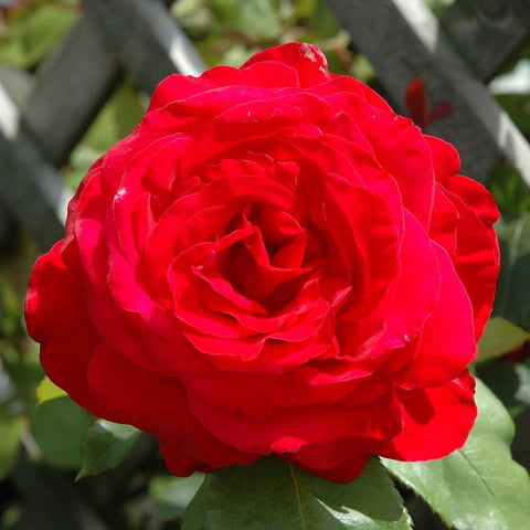Red rose bloom with layered petals and green leaves, close-up.