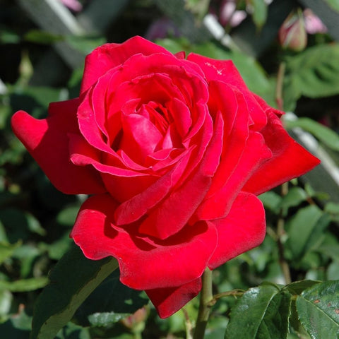Red rose flower with layered petals and green leaves, angled view.