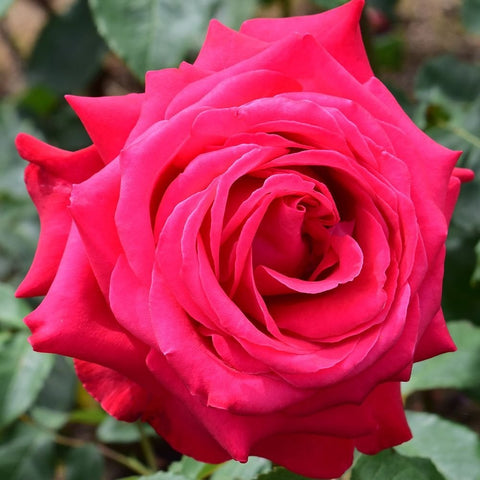 Bright red-pink rose bloom with tight spiral center and green foliage.