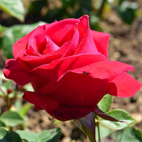 Single red rose on stem with green leaves, side view.