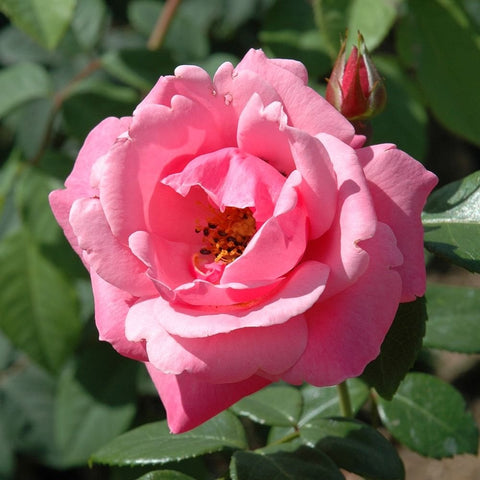 Pink rose bloom with layered petals and dark stamen center