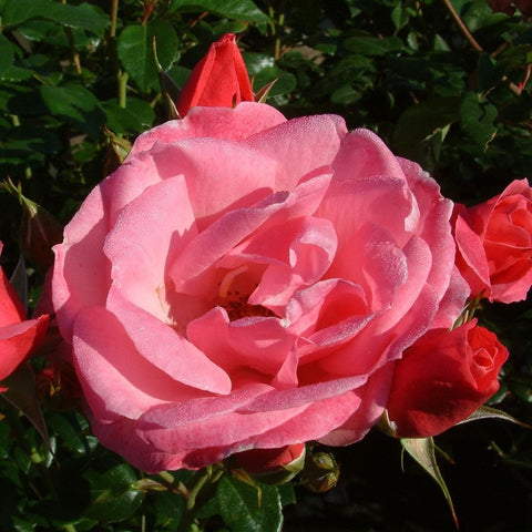 Light pink rose bloom with ruffled petals and surrounding red blossoms