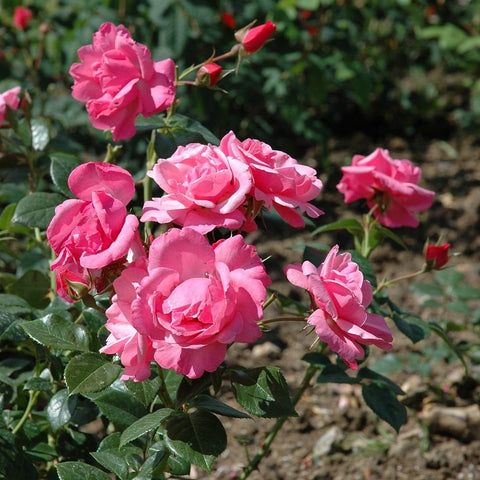 Pink rose blooms on a leafy shrub, with buds and stems