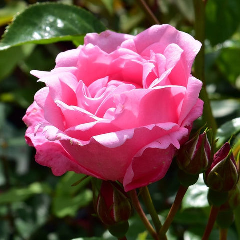 Bright pink rose bloom close-up with several unopened buds