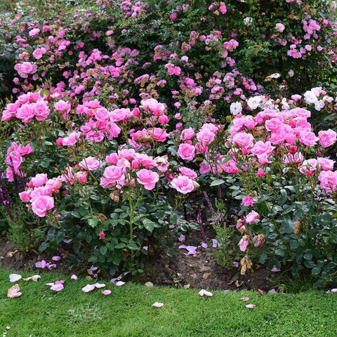 Rose garden bed with clusters of pink blossoms and green foliage