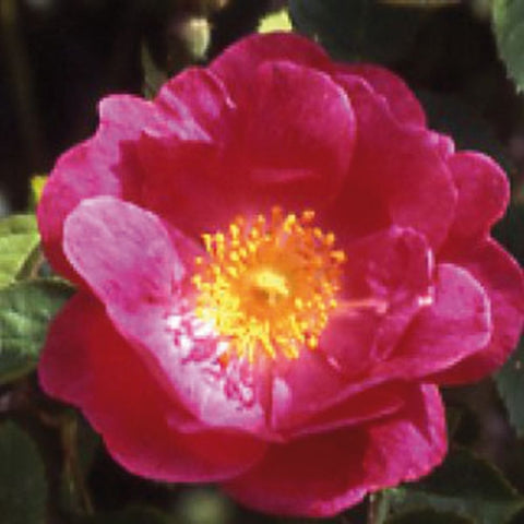 Amy Robsart rose bloom with pink petals and yellow center, close-up