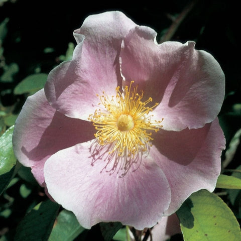 Light pink anemone-style rose flower with ruffled petals and yellow spoked center