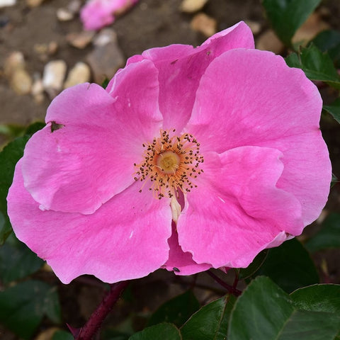 Magenta rose bloom with ruffled petals and orange-yellow spoked center