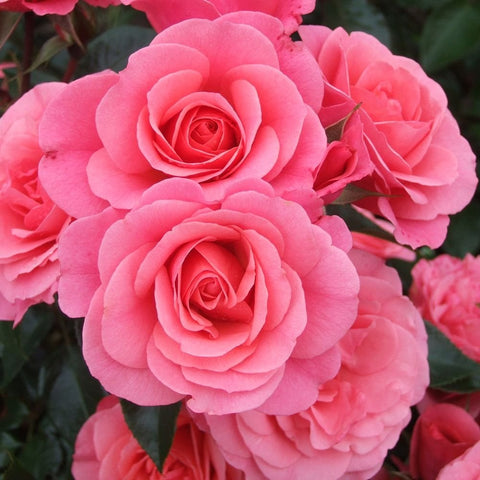 Anne's Rose pink double blooms with layered petals, close-up