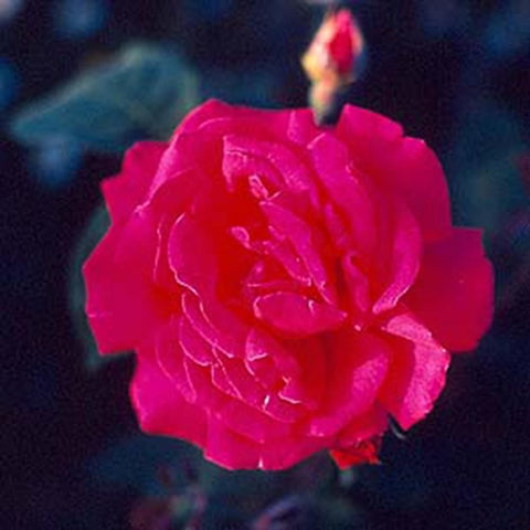 Pink rose flower bloom with layered petals and a dark center