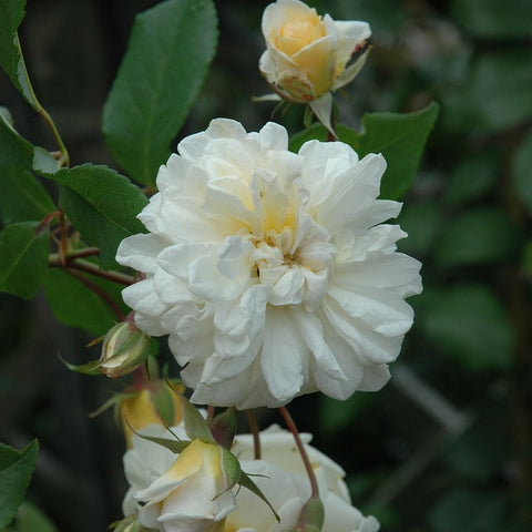 White rose flower with layered petals and several green buds on branching stems