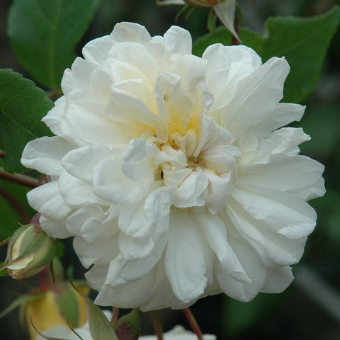 Cream-white rose bloom with layered petals and nearby green buds on stems