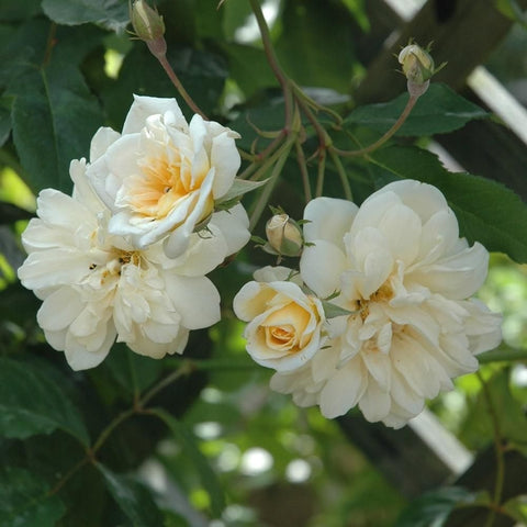 Off-white rose flowers on stems with green leaves and small unopened buds