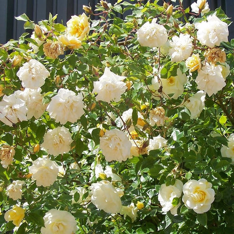 Rose plant with many white and pale yellow blooms across leafy green stems