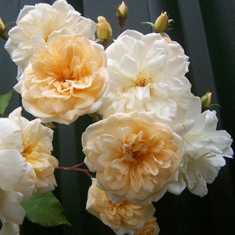 Cluster of cream and white rose blooms with layered petals and green buds