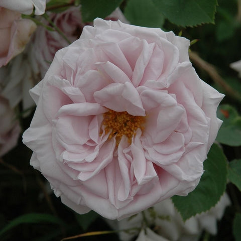 Light pink double rose with ruffled petals and visible yellow center