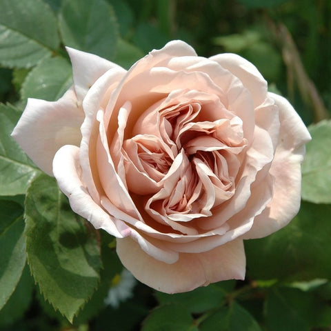 Creamy white rose bloom with layered petals and warm peach center