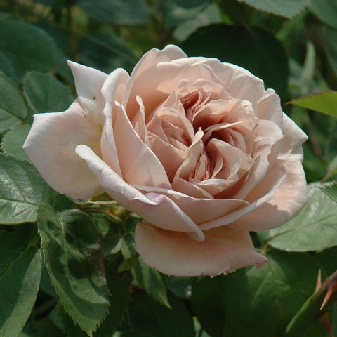 Peach-white rose with layered rosette petals and small curled inner blooms
