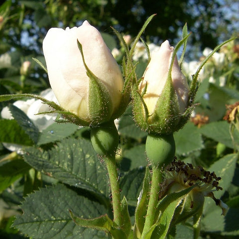 White rose buds on stems with green sepals and leaves, close-up
