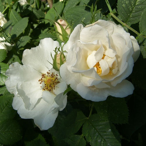 Two white semi-double rose flowers with yellow centers on leafy stems