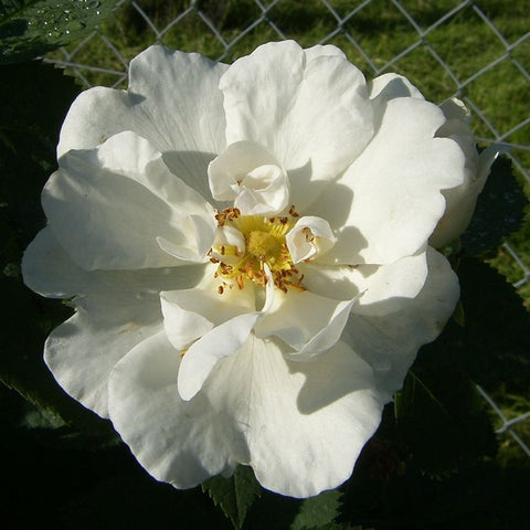 White semi-double rose bloom with yellow center, close-up on green leaves