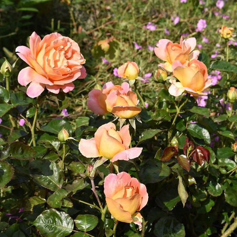 Alpine Sunset rose plant with several pink-peach blossoms and green foliage, plus buds.
