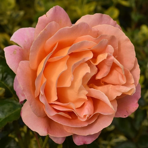 Alpine Sunset rose bloom close-up, orange center fading to pink outer petals.