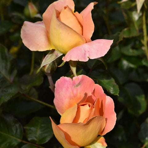 Alpine Sunset rose cluster with two blooms and buds, peach-yellow and pink petals.
