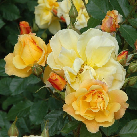 Creamy yellow rose cluster with unopened buds and green foliage