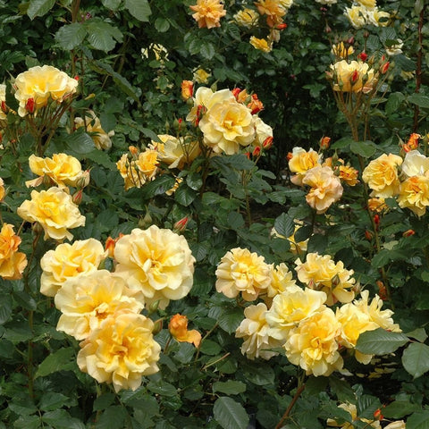 Yellow rose shrub covered in blooming flowers and green leaves