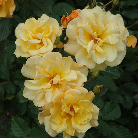 Four creamy yellow roses with pale orange centers and green leaves