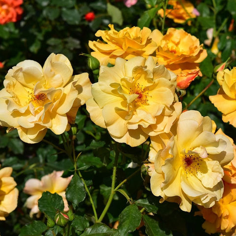 Yellow rose blossoms with small orange-red buds and green stems