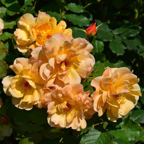 Peach and golden yellow rose blooms with green leaves and buds