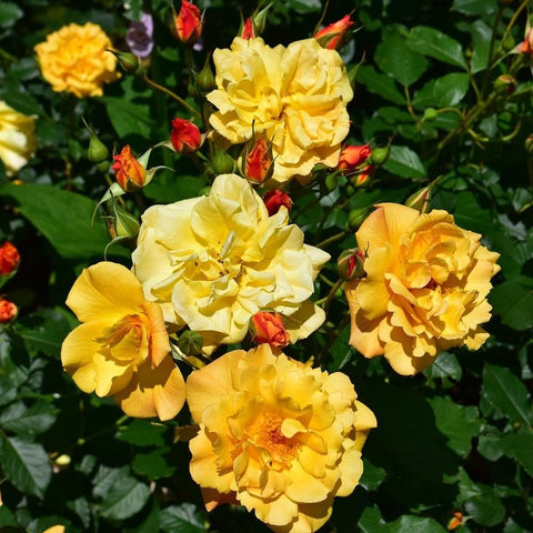 Yellow and pale orange rose blossoms with green leaves and red-orange buds