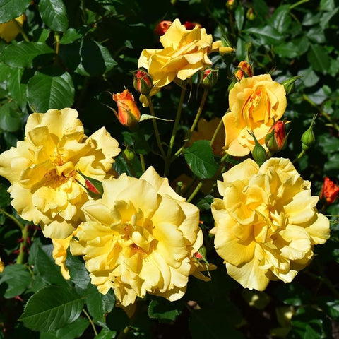 Yellow rose blossoms with green foliage and small red-orange buds